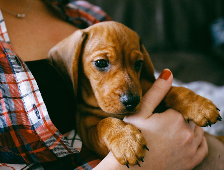 Puppy & Kitten Vaccinations