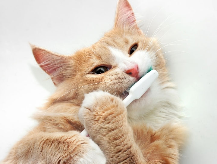 Pet Dental Care